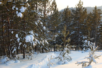 forest in winter