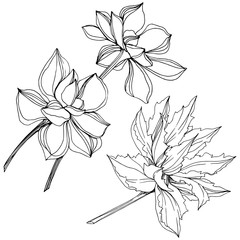 Vector Jungle botanical succulent flower. Black and white engraved ink art. Isolated succulents illustration element.