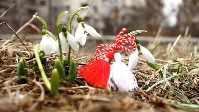 Snowdrop spring flowers with martenitsa. Snowdrops flower background texture. Floral pattern. White snowdrop. Galanthus nivalis in the garden. Traditional holiday baba Marta in Bulgaria.