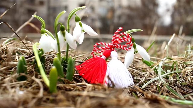 Snowdrop spring flowers with martenitsa. Snowdrops flower background texture. Floral pattern. White snowdrop. Galanthus nivalis in the garden. Traditional holiday baba Marta in Bulgaria.