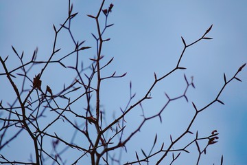 abstract tree branches