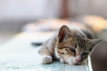 Cute stripe cat lay down on the bench with lonely eyes and copy space
