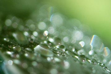 HOJAS EN MACRO CON ROCÍO