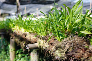 Fresh Orchids plants in orchid nursery