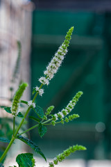  Cultivation,farming and care of aromatic plants concept: fresh white flower mint in the urban garden.