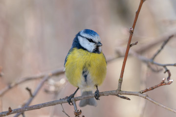 Close up portrait of a blue tit in spring sunshine