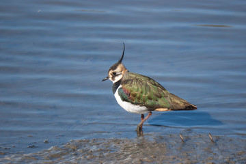 Northern Lapwing animal