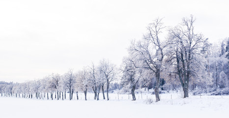 banner with a winter landscape snowy trees in a alley