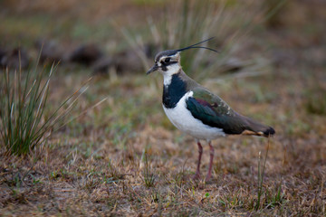 Obraz premium Northern Lapwing animal