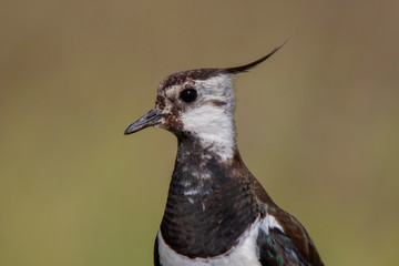 Northern Lapwing animal