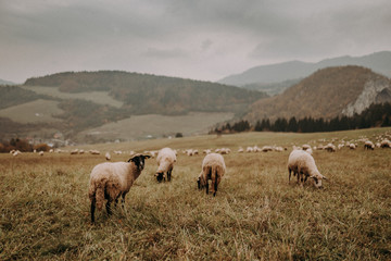 Fototapeta premium flock of sheep on green meadow, foggy mountains background. sheep's pasture. sheep farming. 