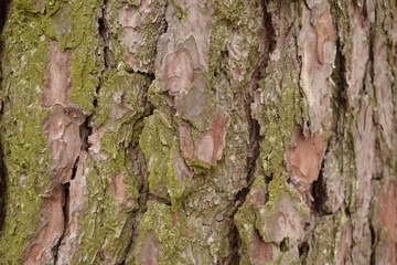 bark of a tree