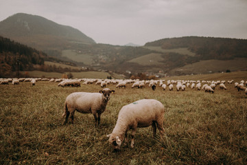 Obraz premium flock of sheep on green meadow, foggy mountains background. sheep's pasture. sheep farming. 