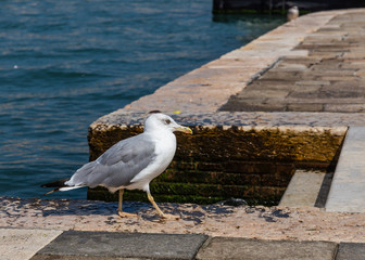 Sea gull on the parapet of the embankment in Venice, Italy