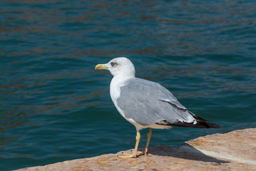 Sea gull on the parapet of the embankment in Venice, Italy