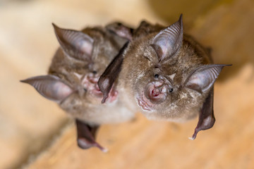 Two Greater horseshoe bat