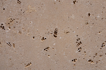 coquina background old fossil