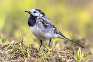 White wagtail in grass field