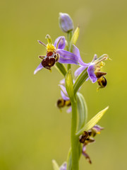 Pink flowers of Bee orchid