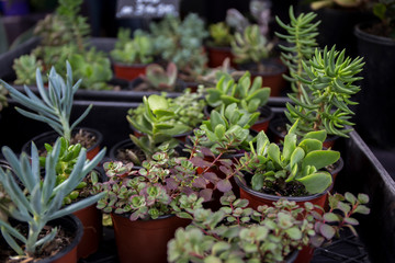 Plants are ready to sell in the farmers market