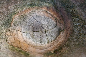 Naklejka premium tree trunk texture pattern