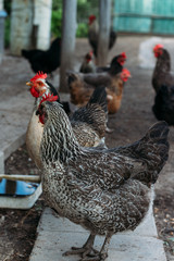 Hen feeding. man are fed from hands a black chicken with a red comb.