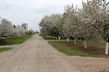 Fototapeta na wymiar Cherry blossoms in village street