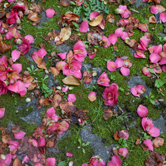 Camelia flowers bushes fallen flowers and petals.