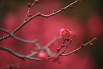ピンクの森の中で開花した梅