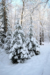 Winter path going through frozen forest