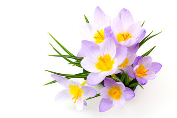 Naklejka na ściany i meble crocus - one of the first spring flowers