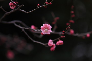 咲き始めたピンクの梅