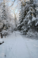 Winter path going through frozen forest