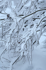 Tree branches covered with snow