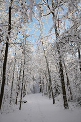 Skis traces in the snow
