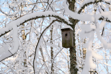 Birdhouse in winter
