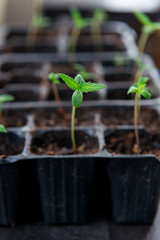  cannabis seedlings  indoor medical marijuana
