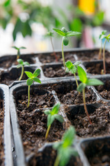  cannabis seedlings  indoor medical marijuana
