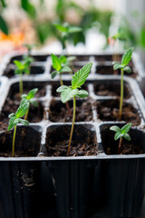  cannabis seedlings  indoor medical marijuana