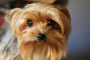 Dog posing for photo in home loft studio