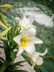 The Easter Lily