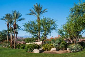 Fototapeta premium Desert Oasis Garden