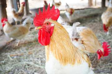Closeup white chicken in farm