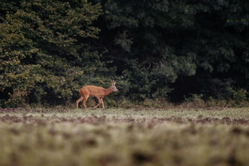 European deer in evening. European roe deer surrounded by grass and forest. Roe deer wildlife