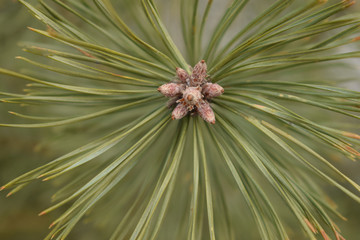 green, pine, nature, tree, plant, branch, macro, cactus, flower, forest, needles, needle, close-up, leaf, closeup, fir, evergreen, cone, coniferous, christmas, garden, thorn, wood, spring