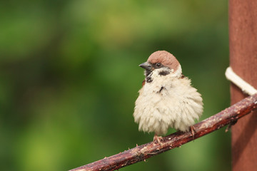 Tree sparrow feeder backyard north sea bempton cliff
