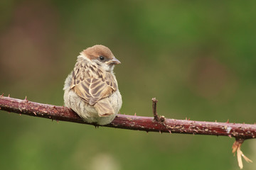 Tree sparrow feeder backyard north sea bempton cliff