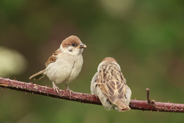 Tree sparrow feeder backyard north sea bempton cliff