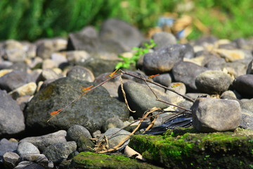 red dragonfly in stone