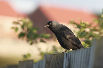 Western jackdaw perched on a fence north sea farne island